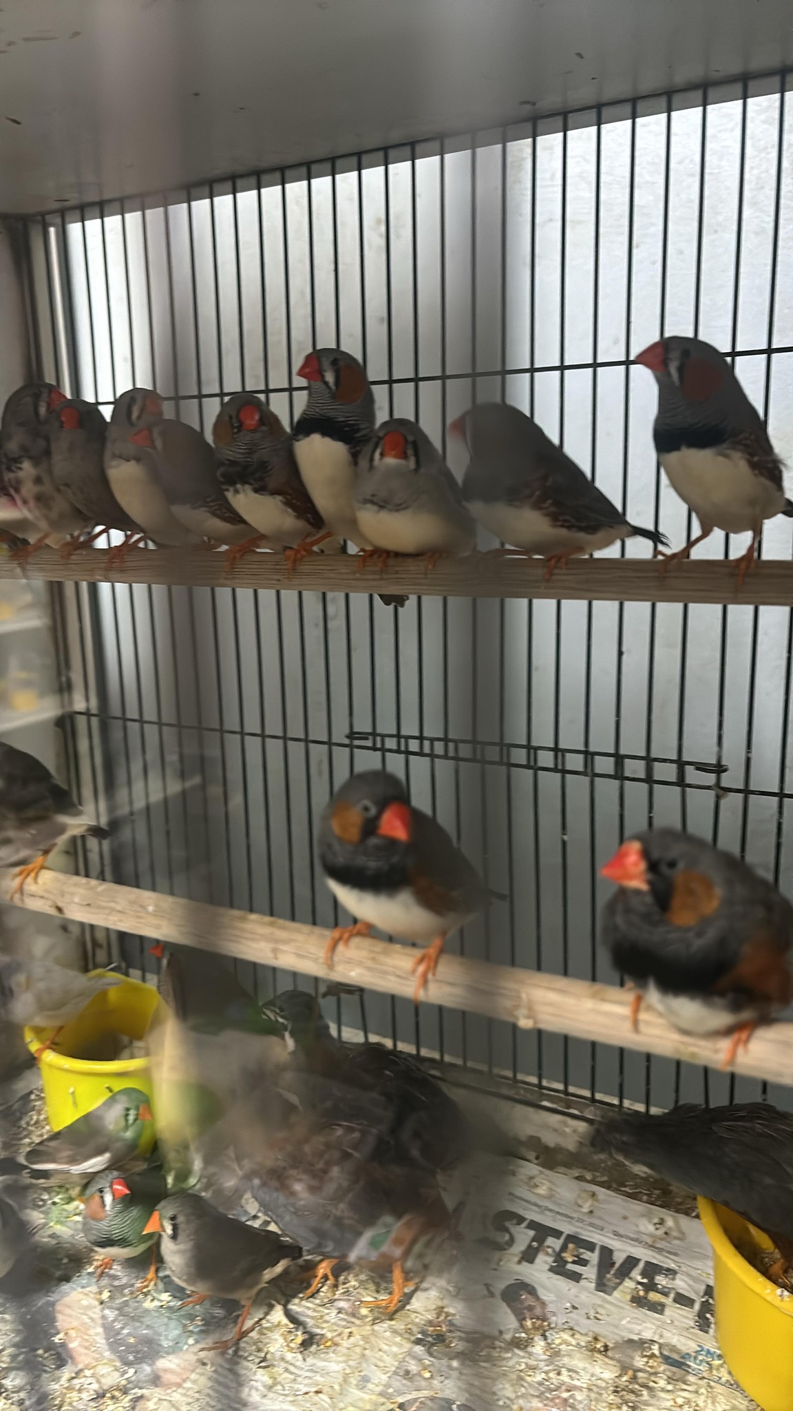 Armidale Pet Shop