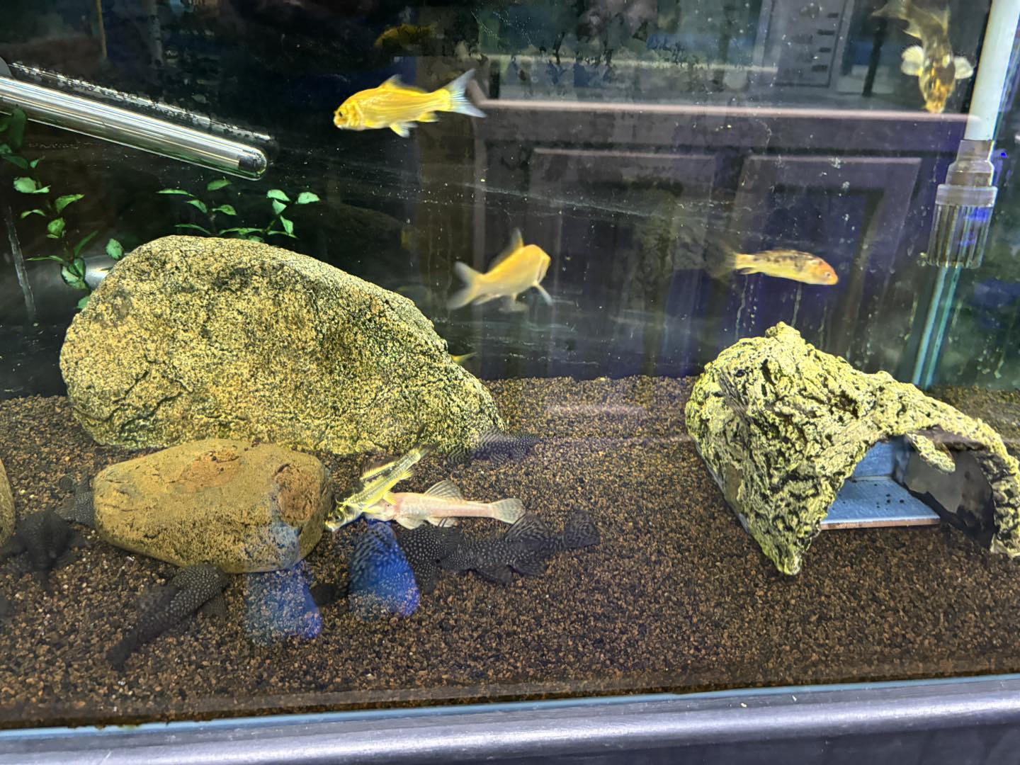 Armidale Pet Shop