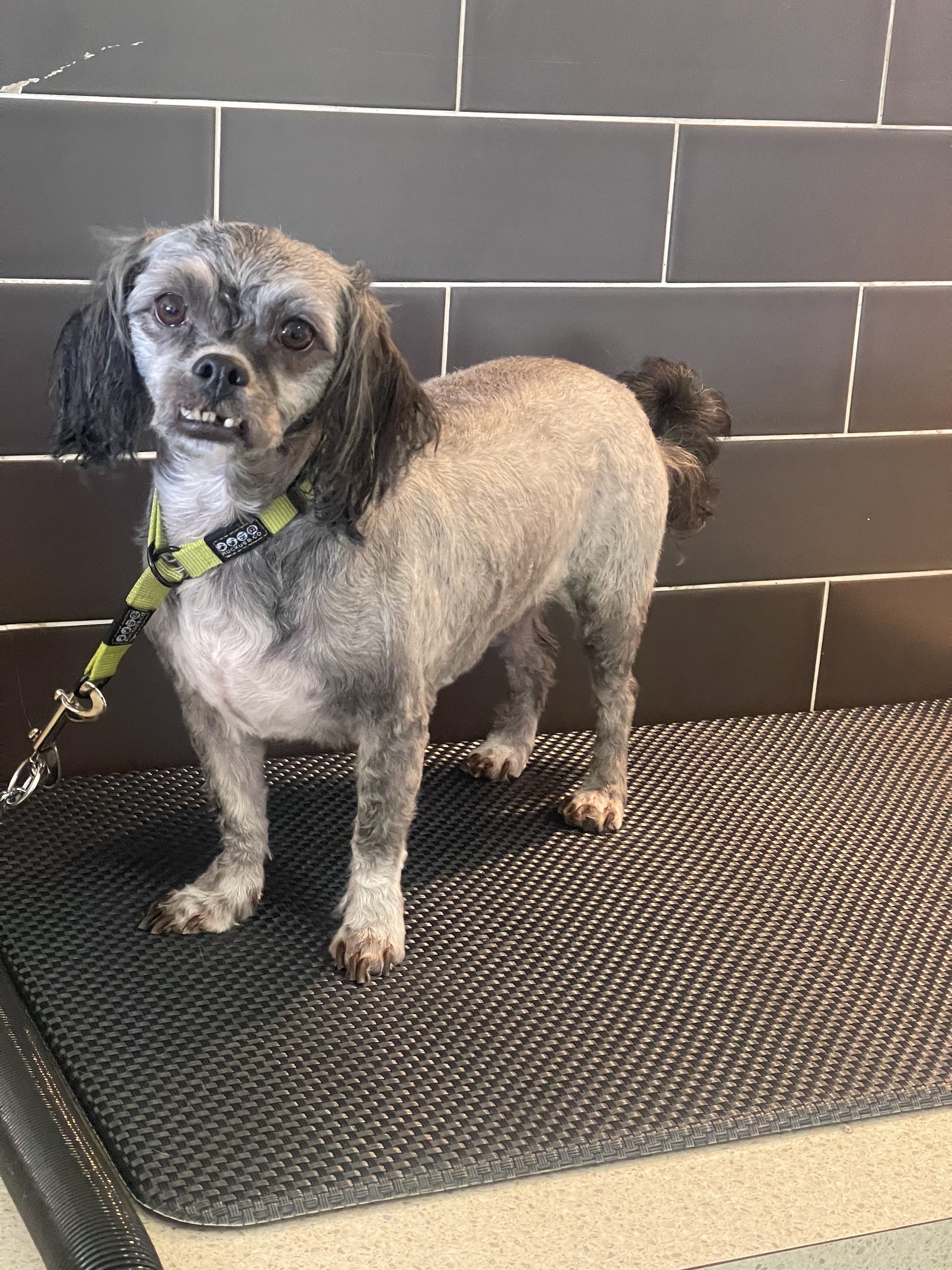 Mandy's Dog Grooming service — Pet Groomers