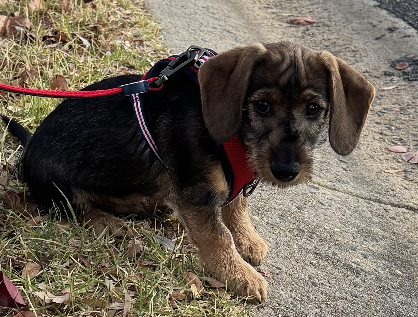 Inverell Pet World — Pet Groomers
