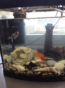 Inverell Pet World