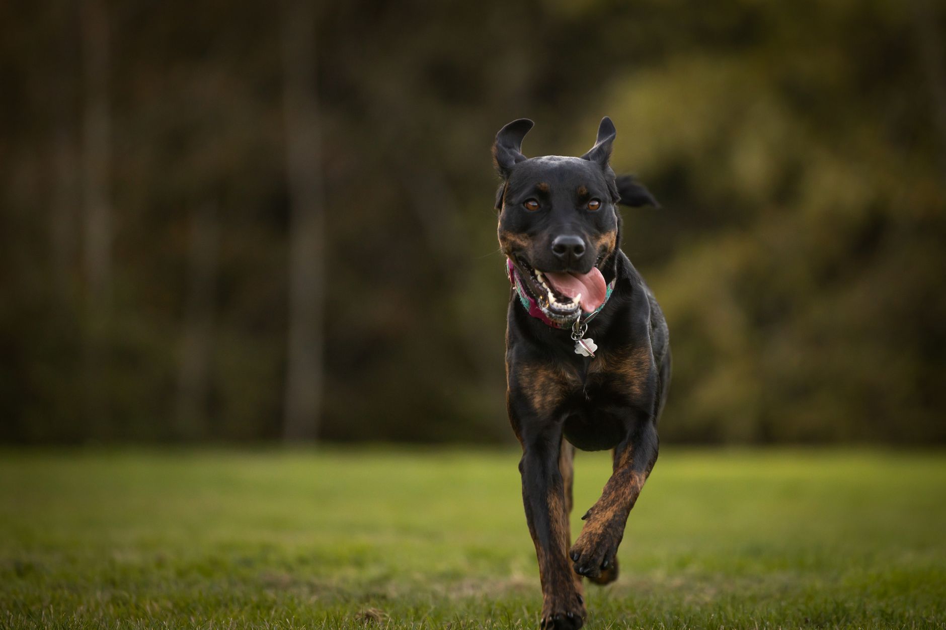 Inverell Vet Clinic