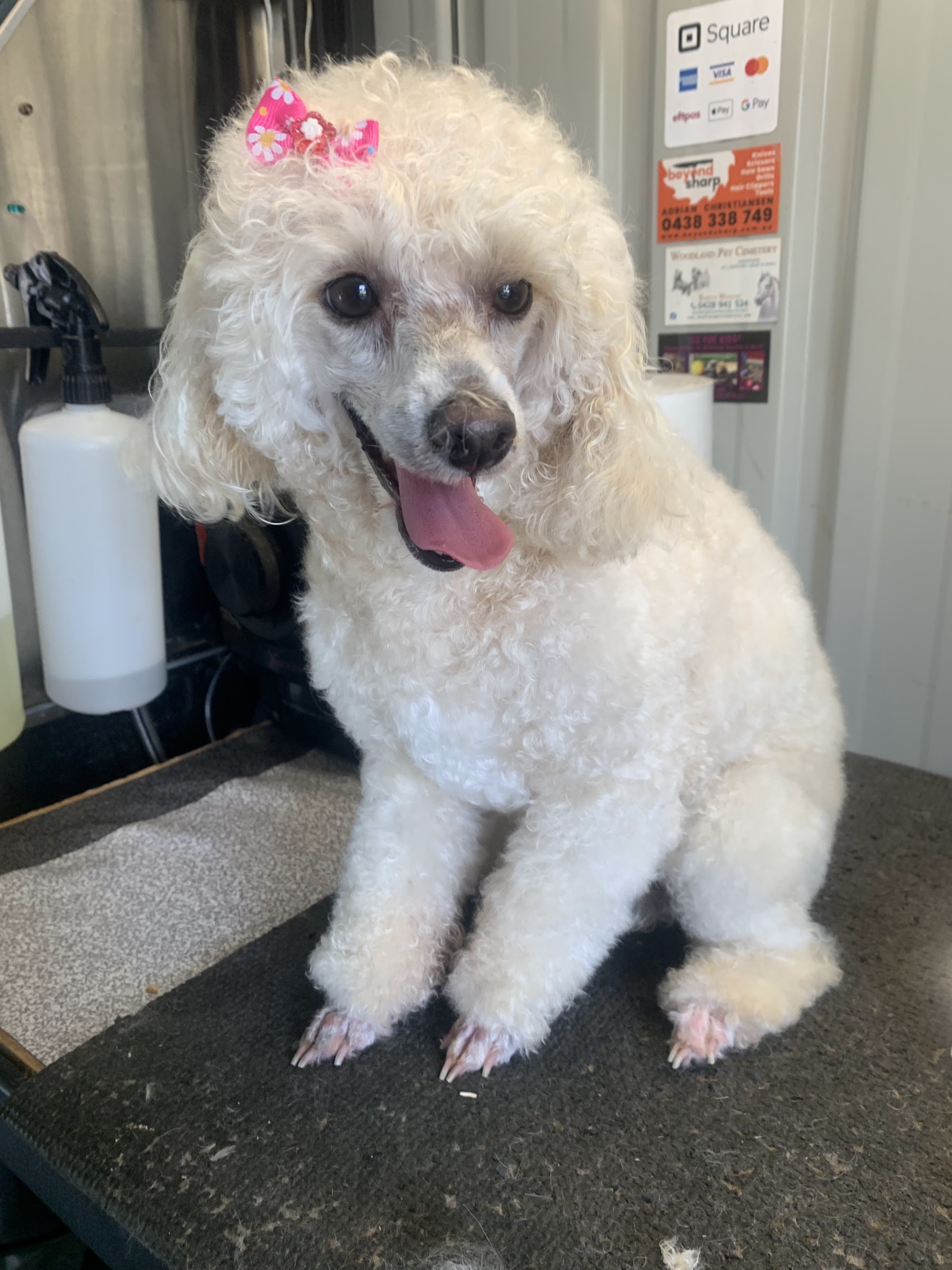 How it's done, dog grooming — Pet Groomers