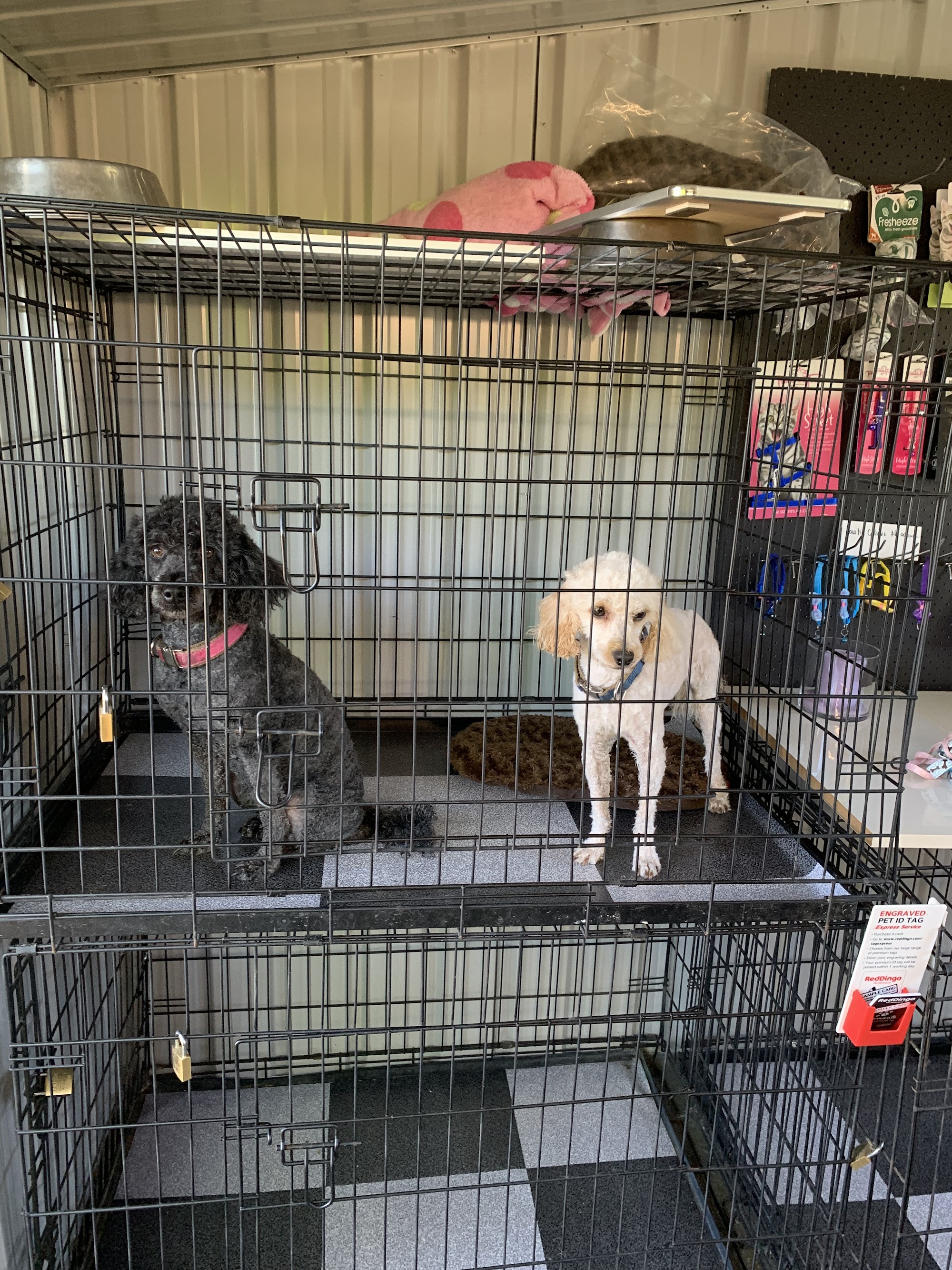 How it's done, dog grooming