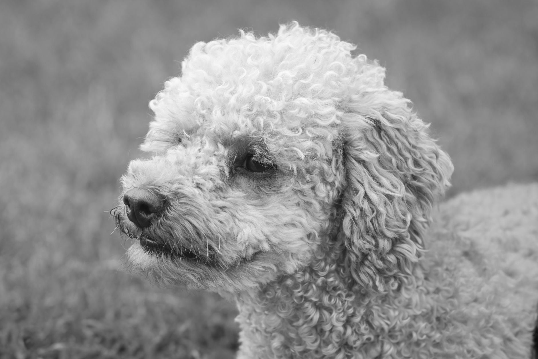 Paws & Claws Grooming at Gowrie