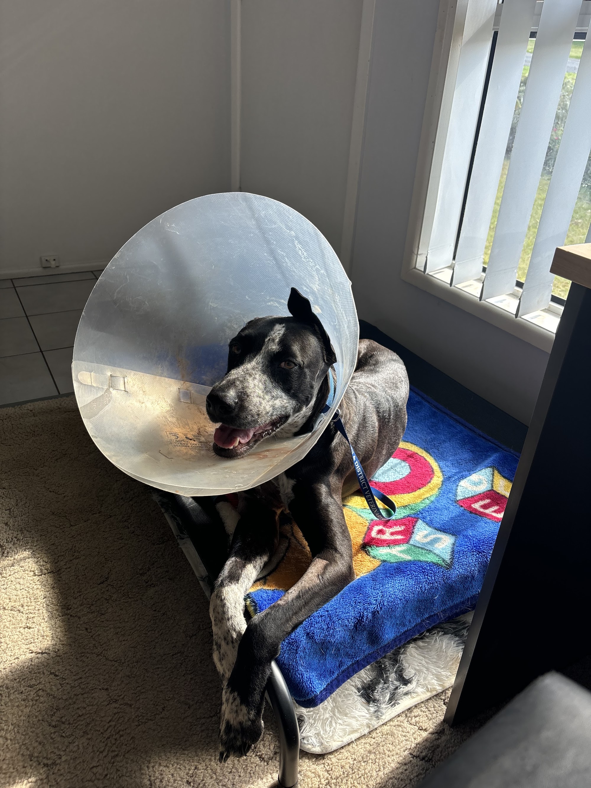 Goondiwindi & District Veterinary Services — Pet Groomers