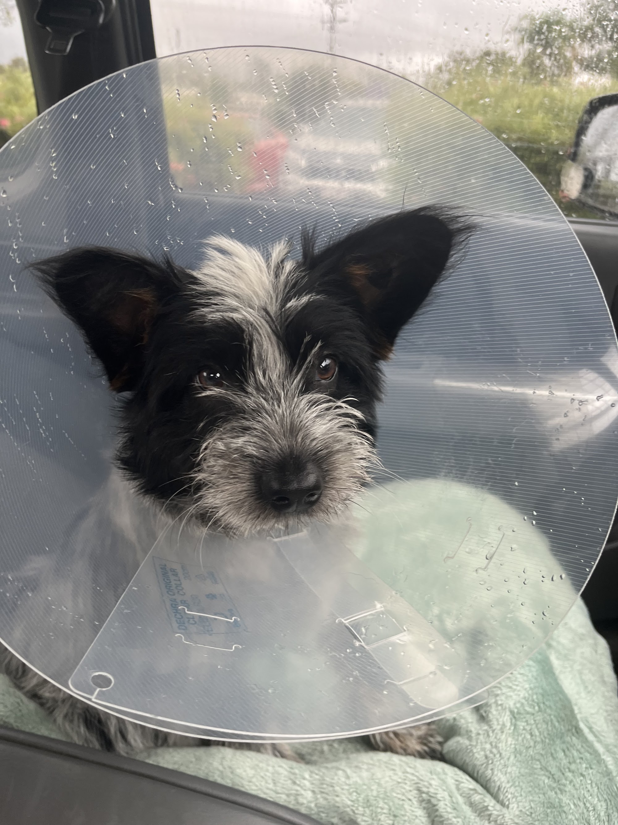 Goondiwindi & District Veterinary Services