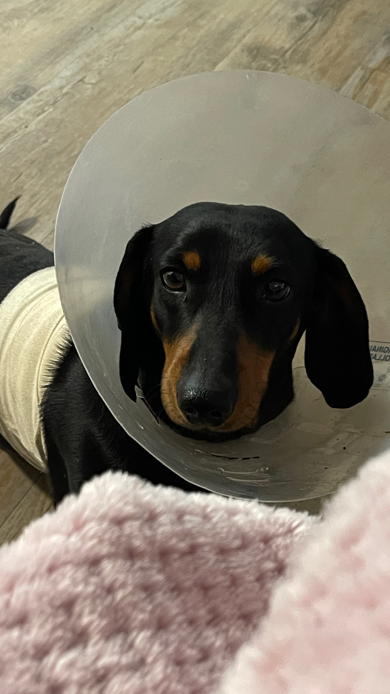 Goondiwindi & District Veterinary Services