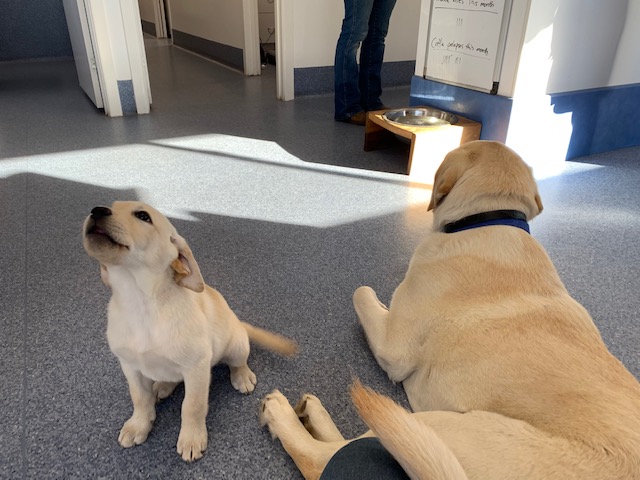 Goondiwindi & District Veterinary Services