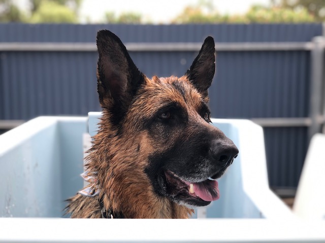 Goondiwindi & District Veterinary Services