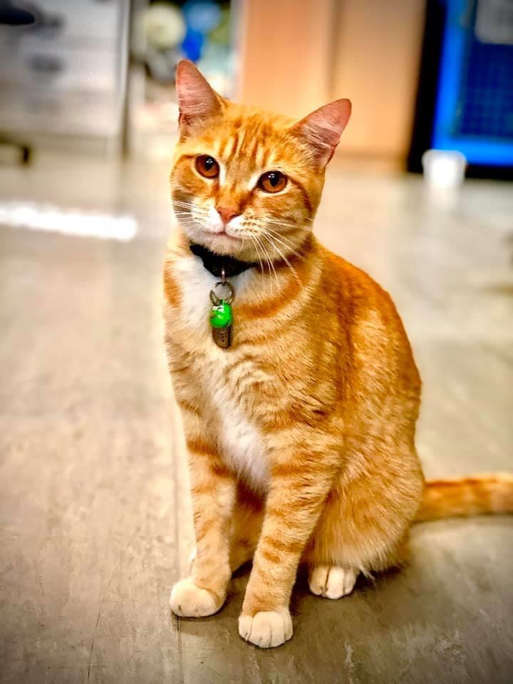 Narrabri Veterinary Clinic