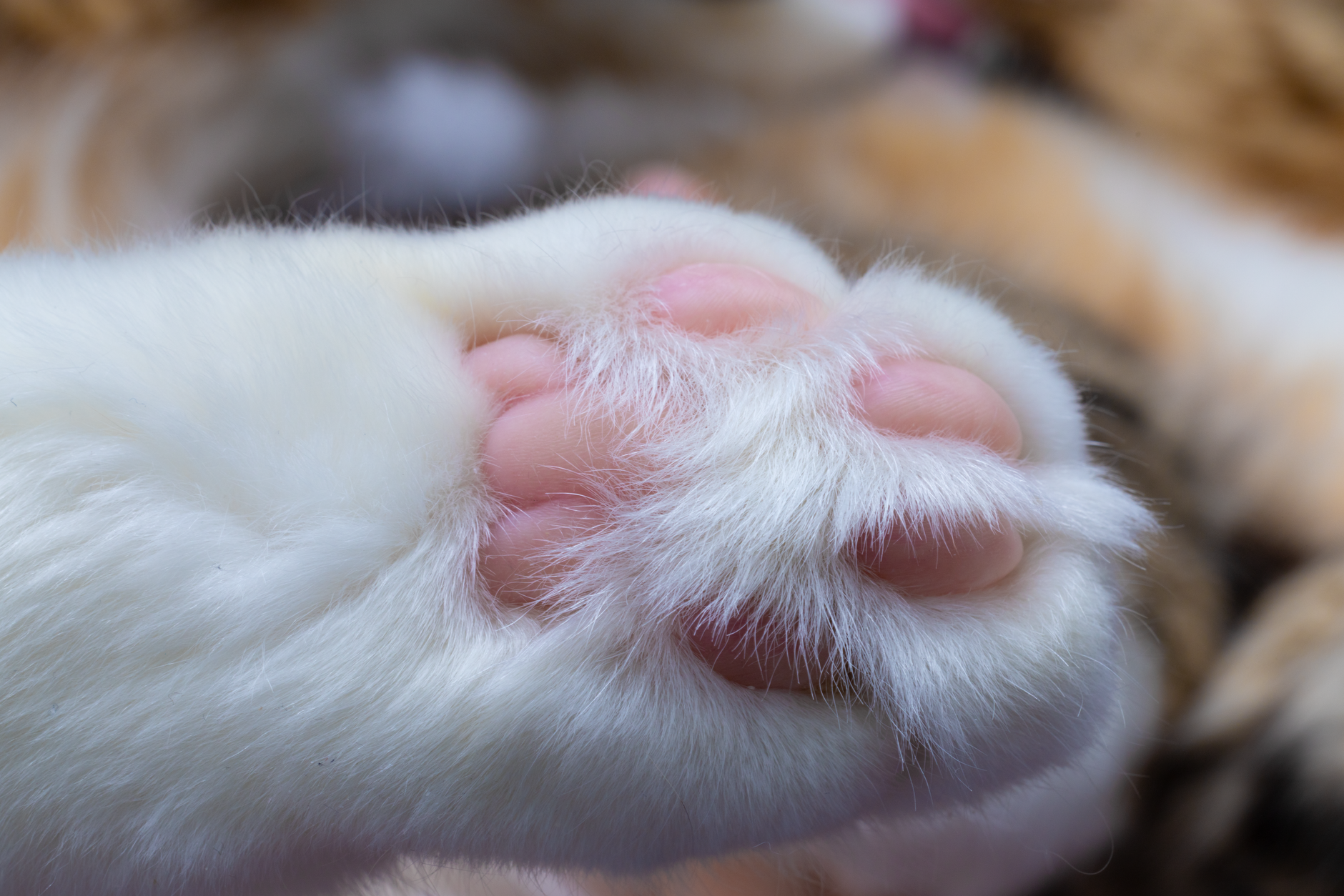 Allpets Veterinary Clinic Narrabri