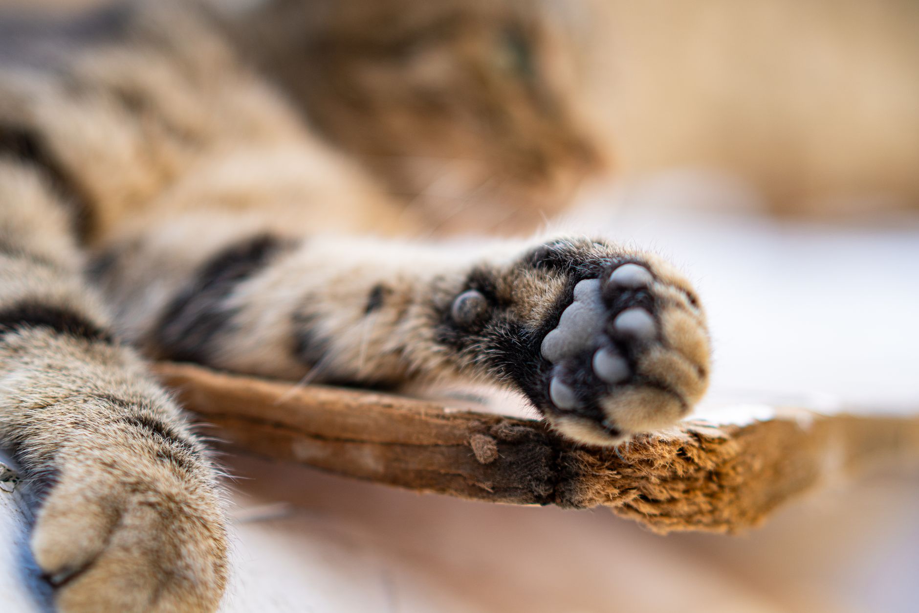 Allpets Veterinary Clinic Narrabri