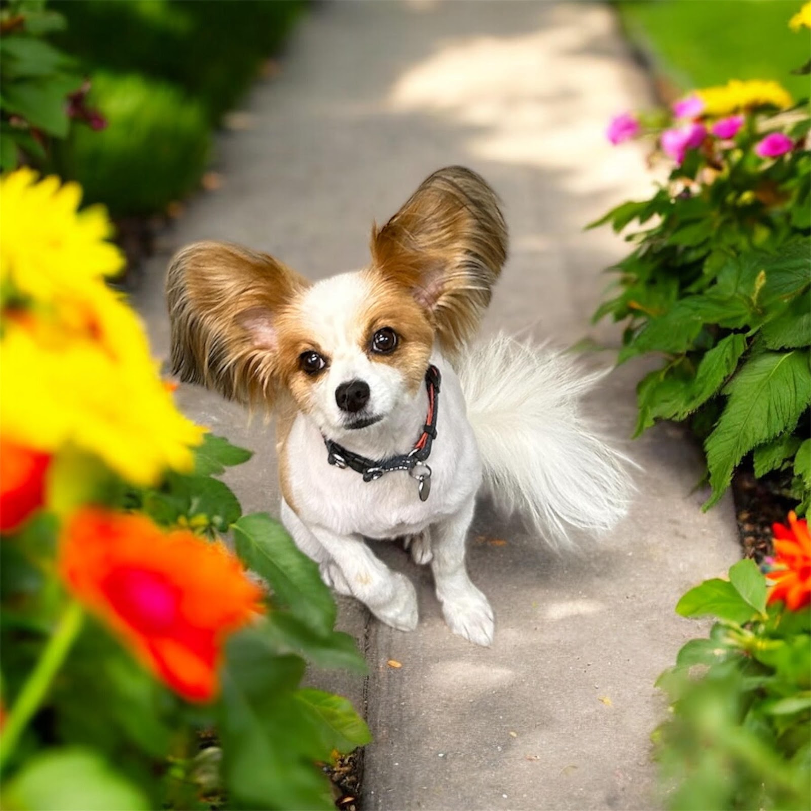 Furry Mates Dog Grooming