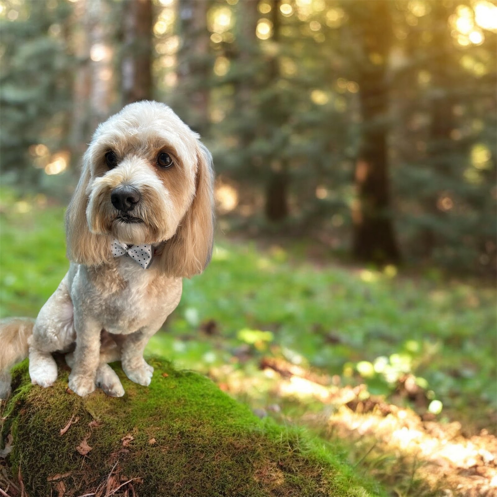 Furry Mates Dog Grooming