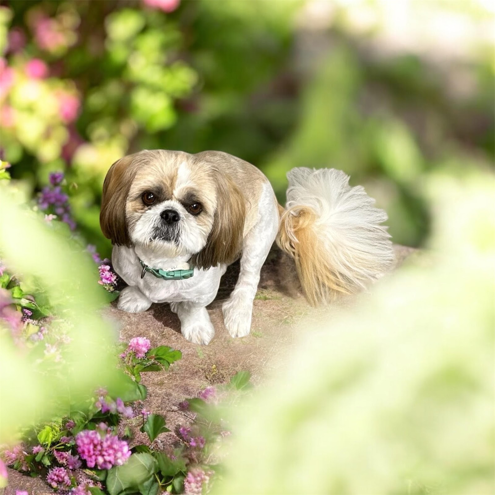 Furry Mates Dog Grooming