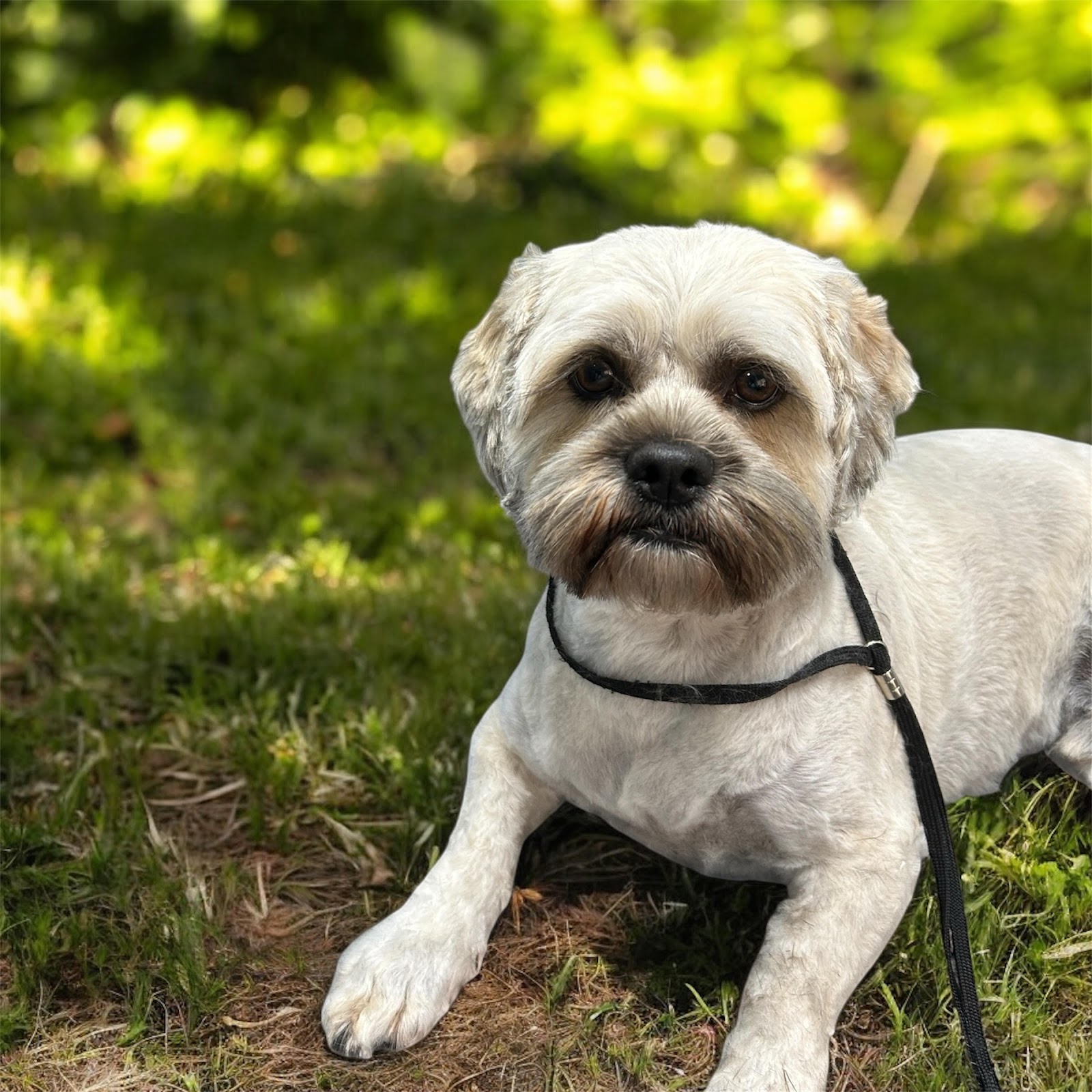 Furry Mates Dog Grooming — Pet Groomers