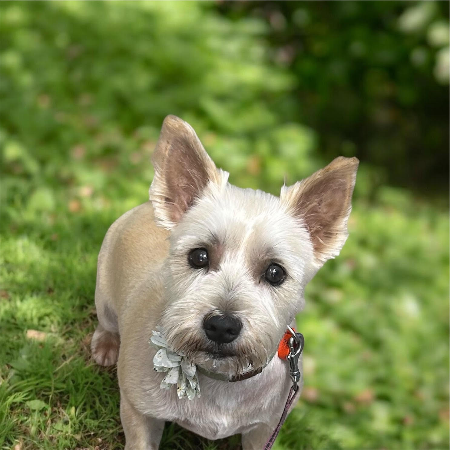 Furry Mates Dog Grooming