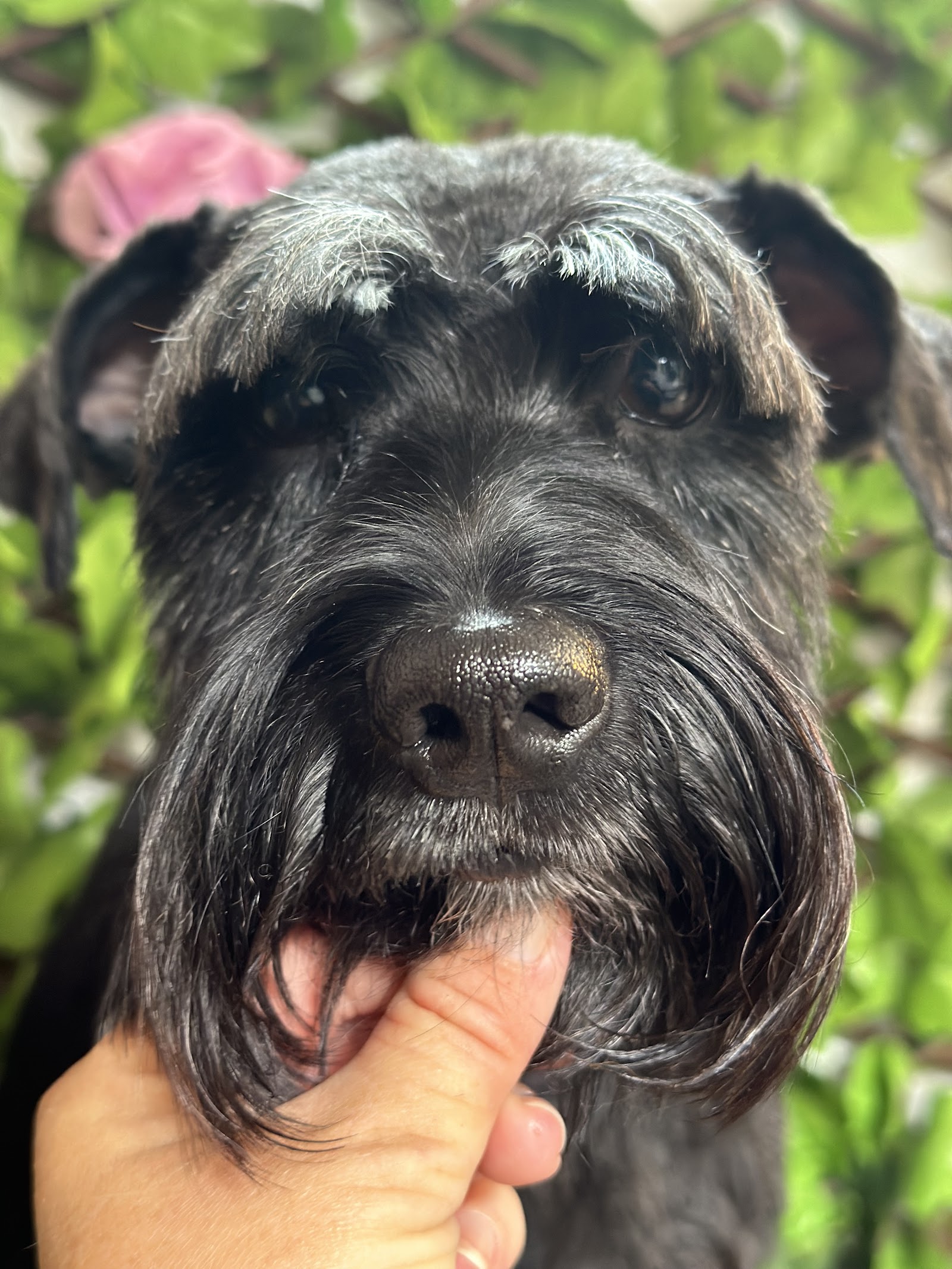 Dog Grooming with Danni