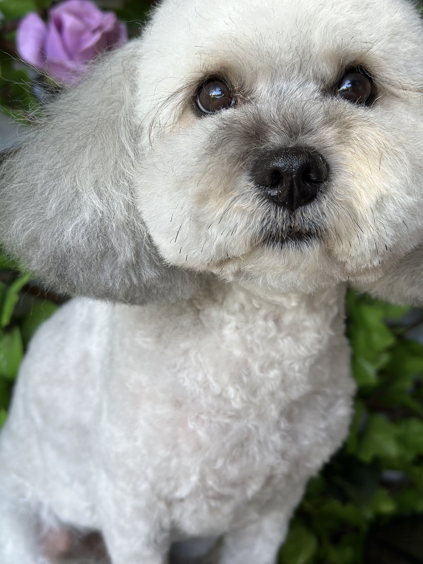 Dog Grooming with Danni