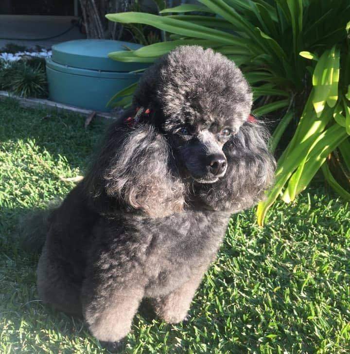 Dog Grooming with Danni