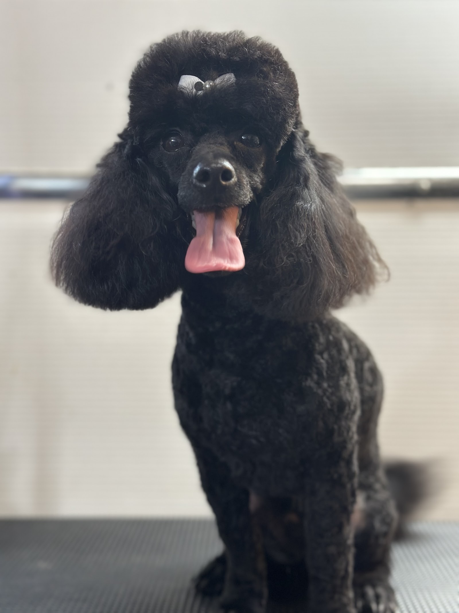 Dog Grooming with Danni