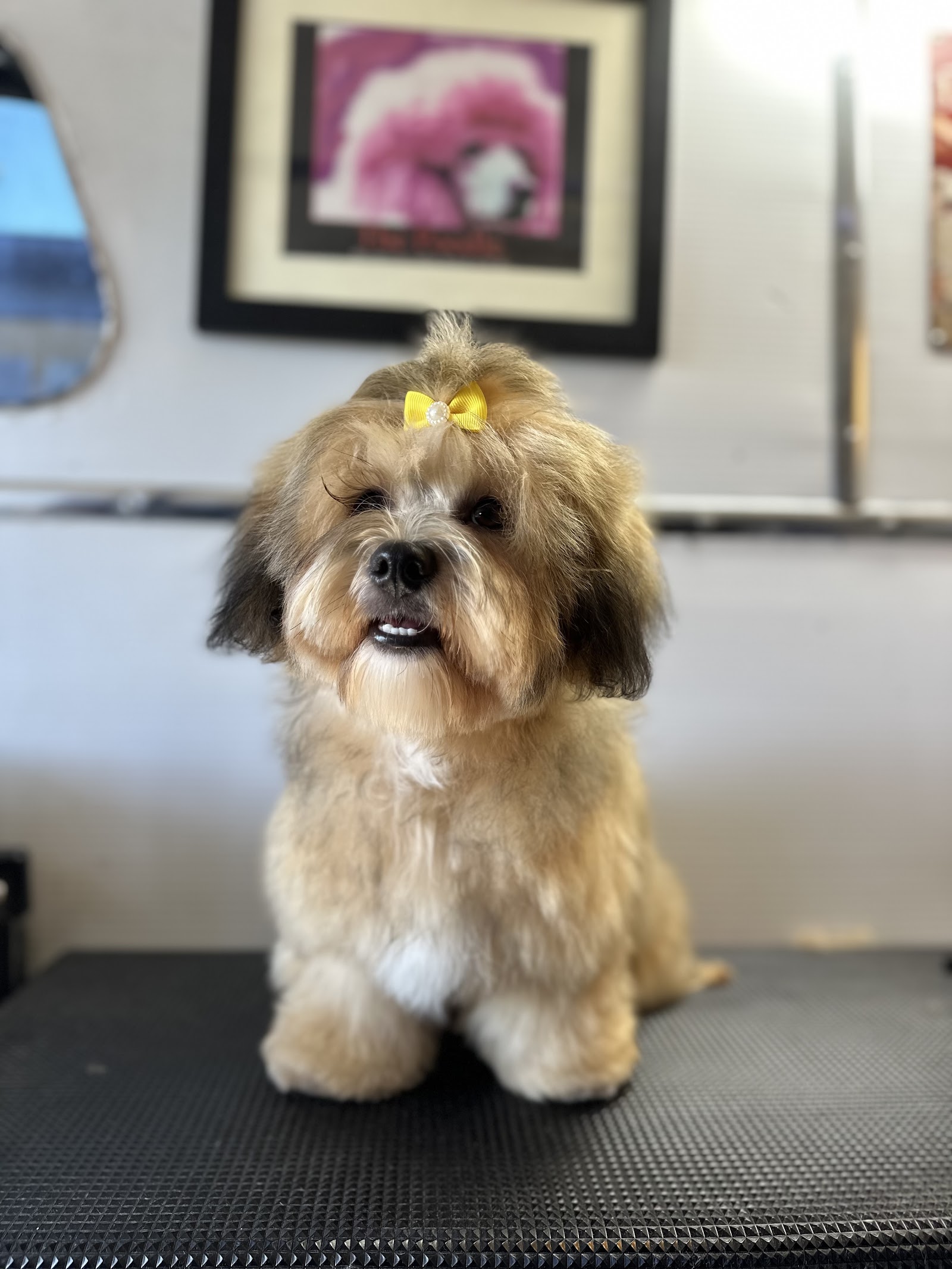 Dog Grooming with Danni — Pet Groomers