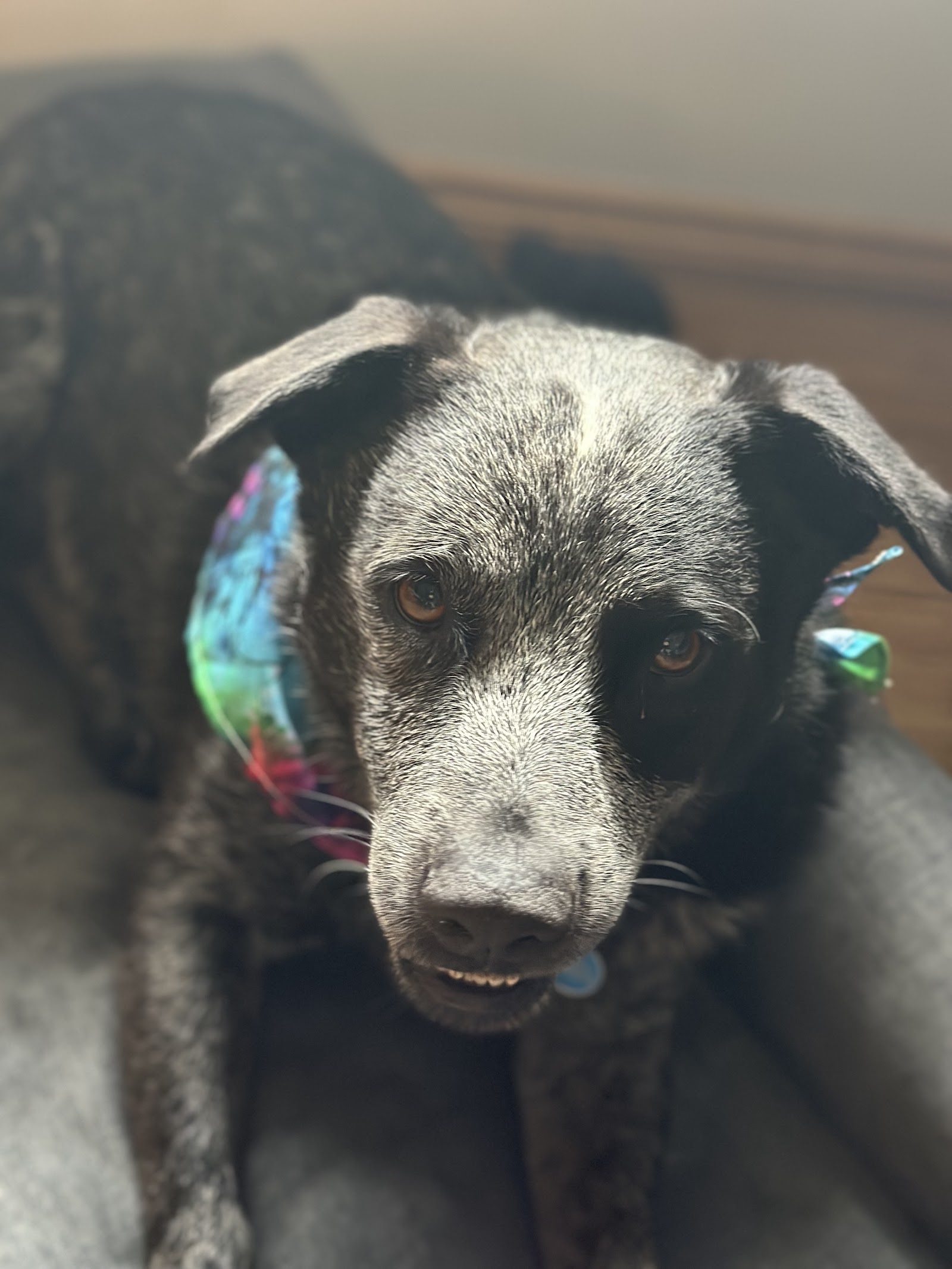 Scruff 'n' Fluff Mobile Grooming