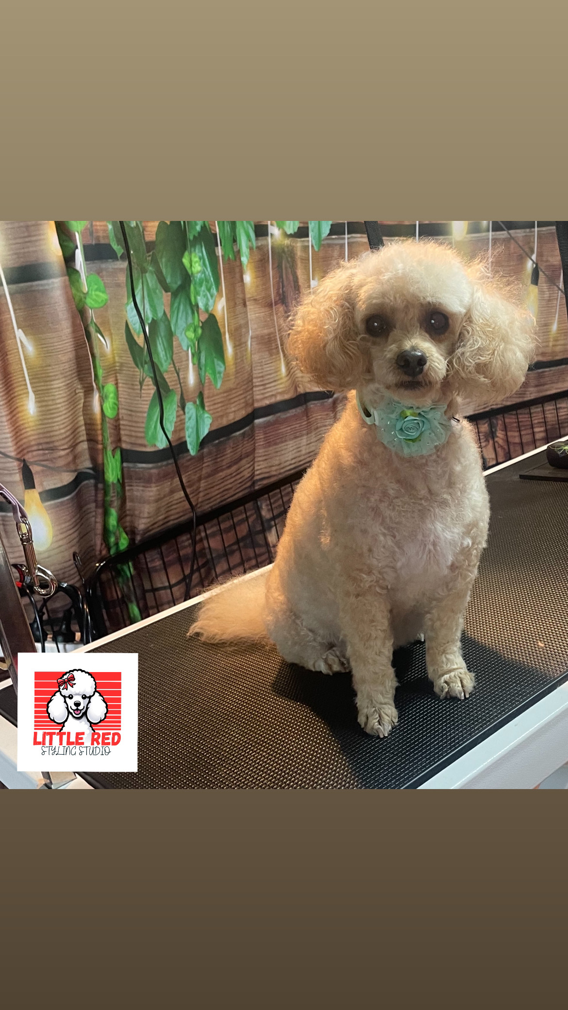 Little Red Styling Studio — Pet Groomers