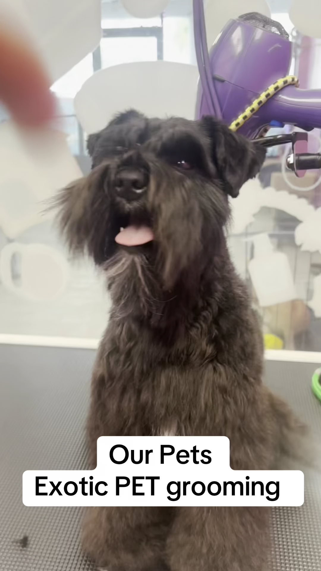 Our Pets - Grooming Service.