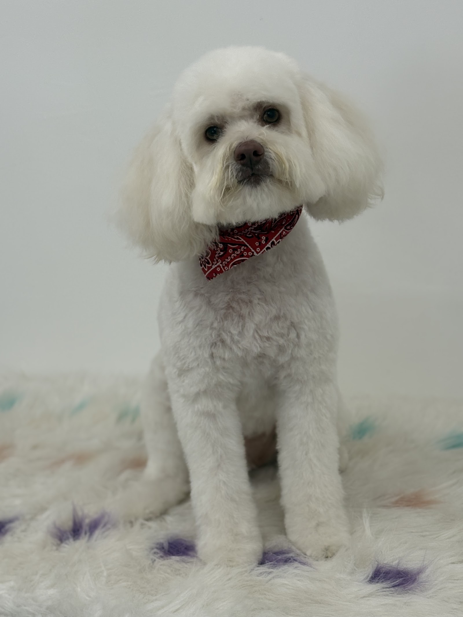 Our Pets - Grooming Service.