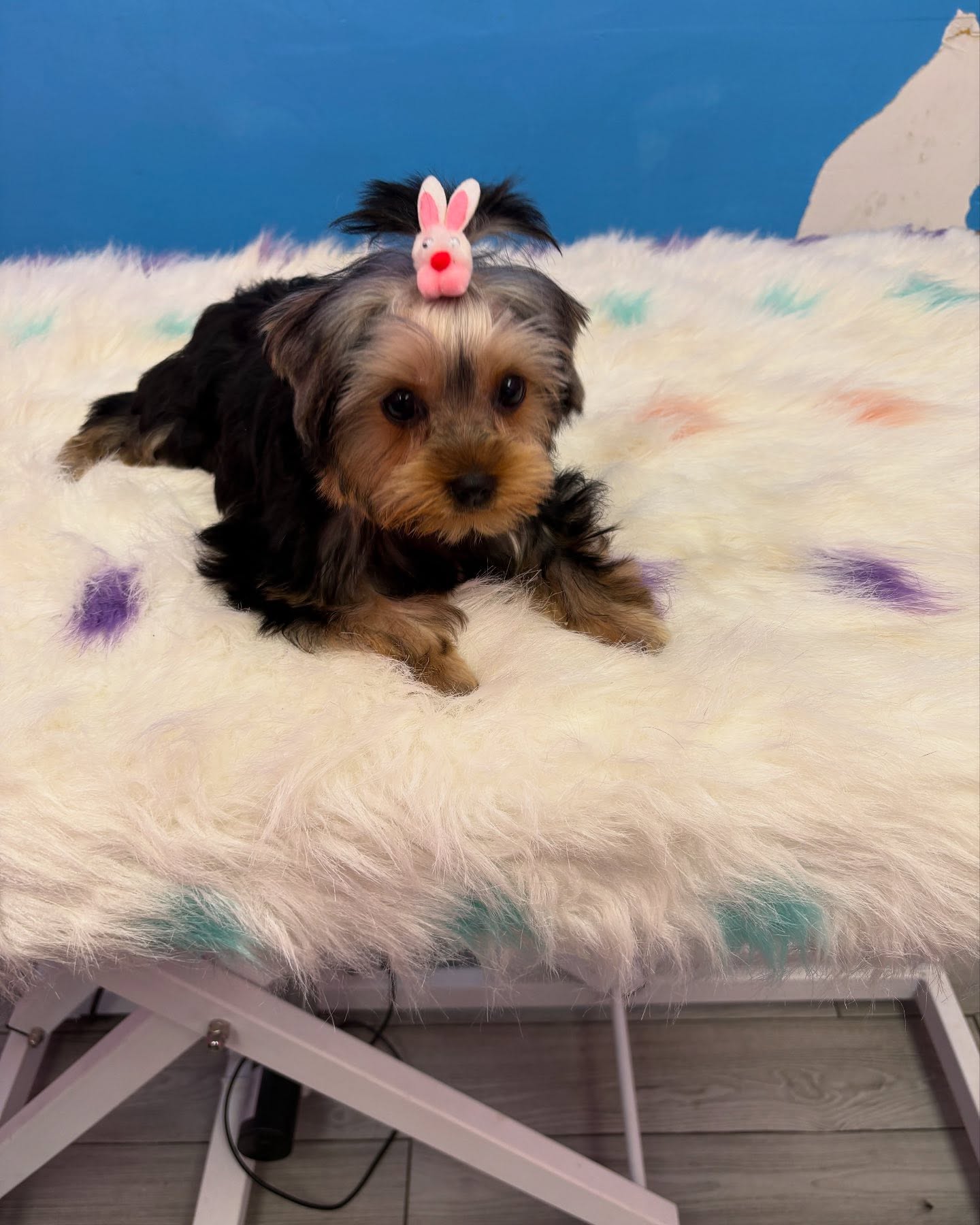 Our Pets - Grooming Service.