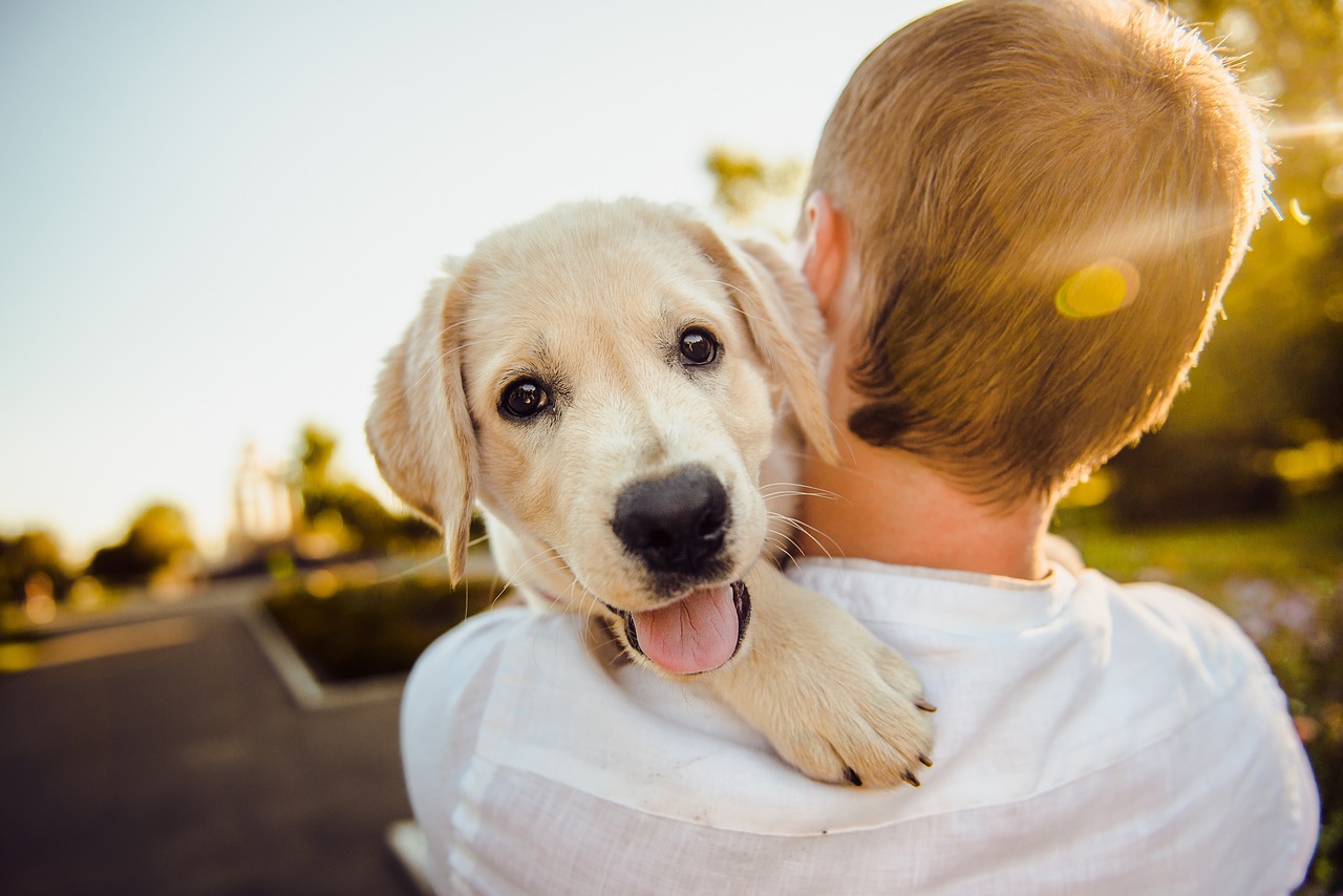 Our Pets - Grooming Service.