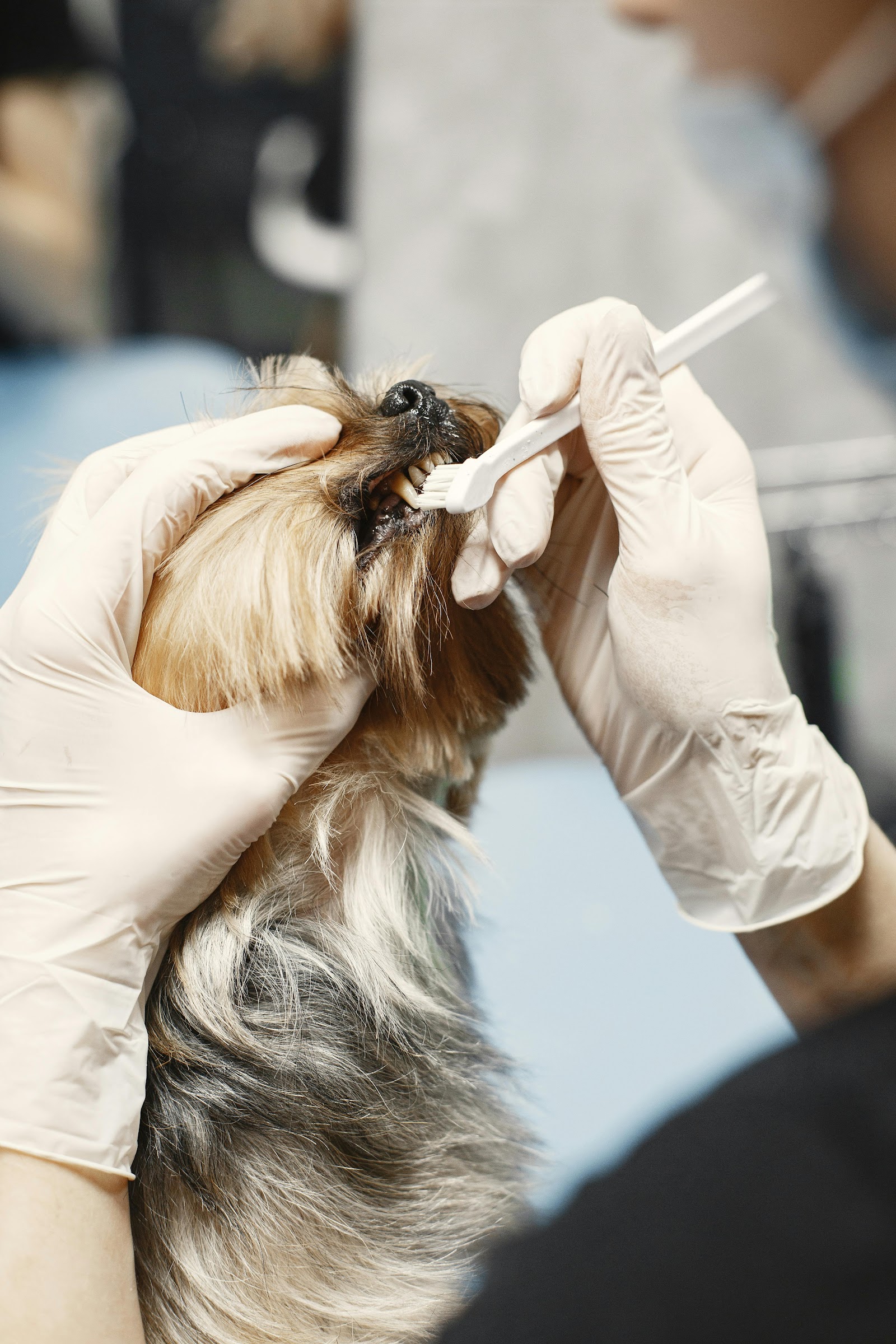 Our Pets - Grooming Service.