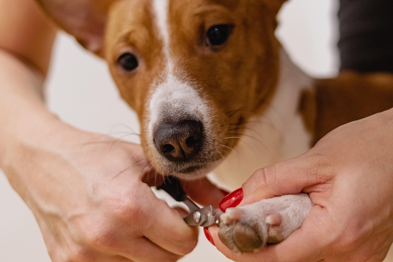 Our Pets - Grooming Service.