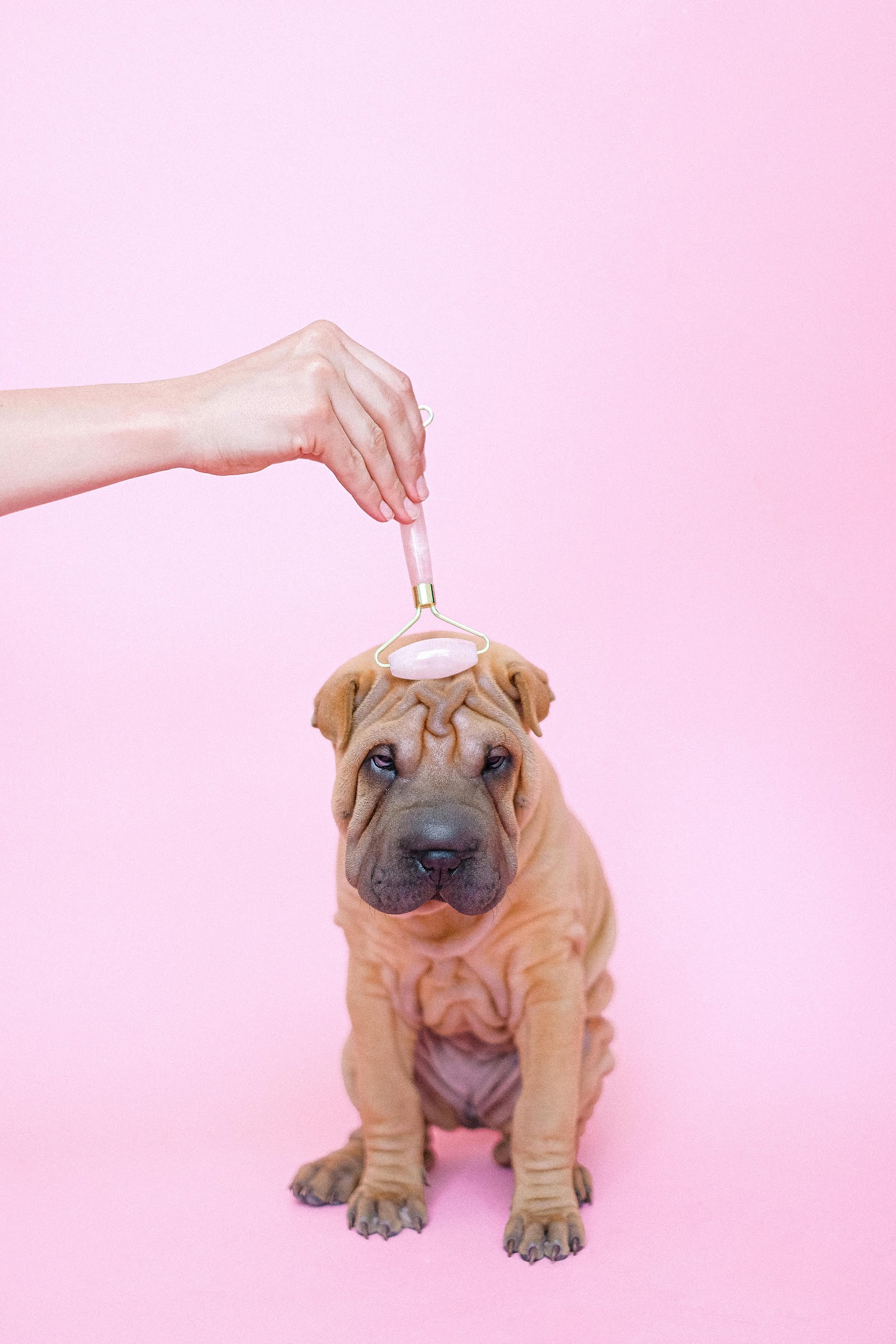 Our Pets - Grooming Service. — Pet Groomers