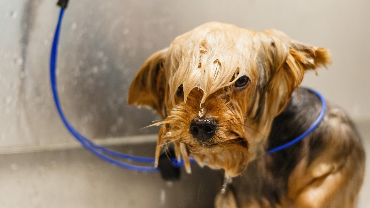 Our Pets - Grooming Service.