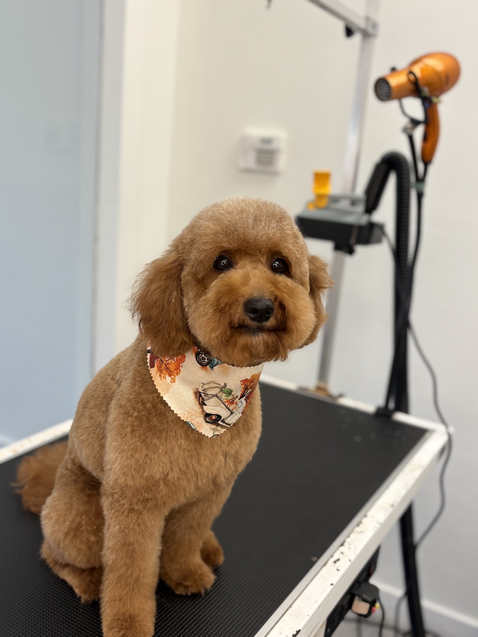 Our Pets - Grooming Service.