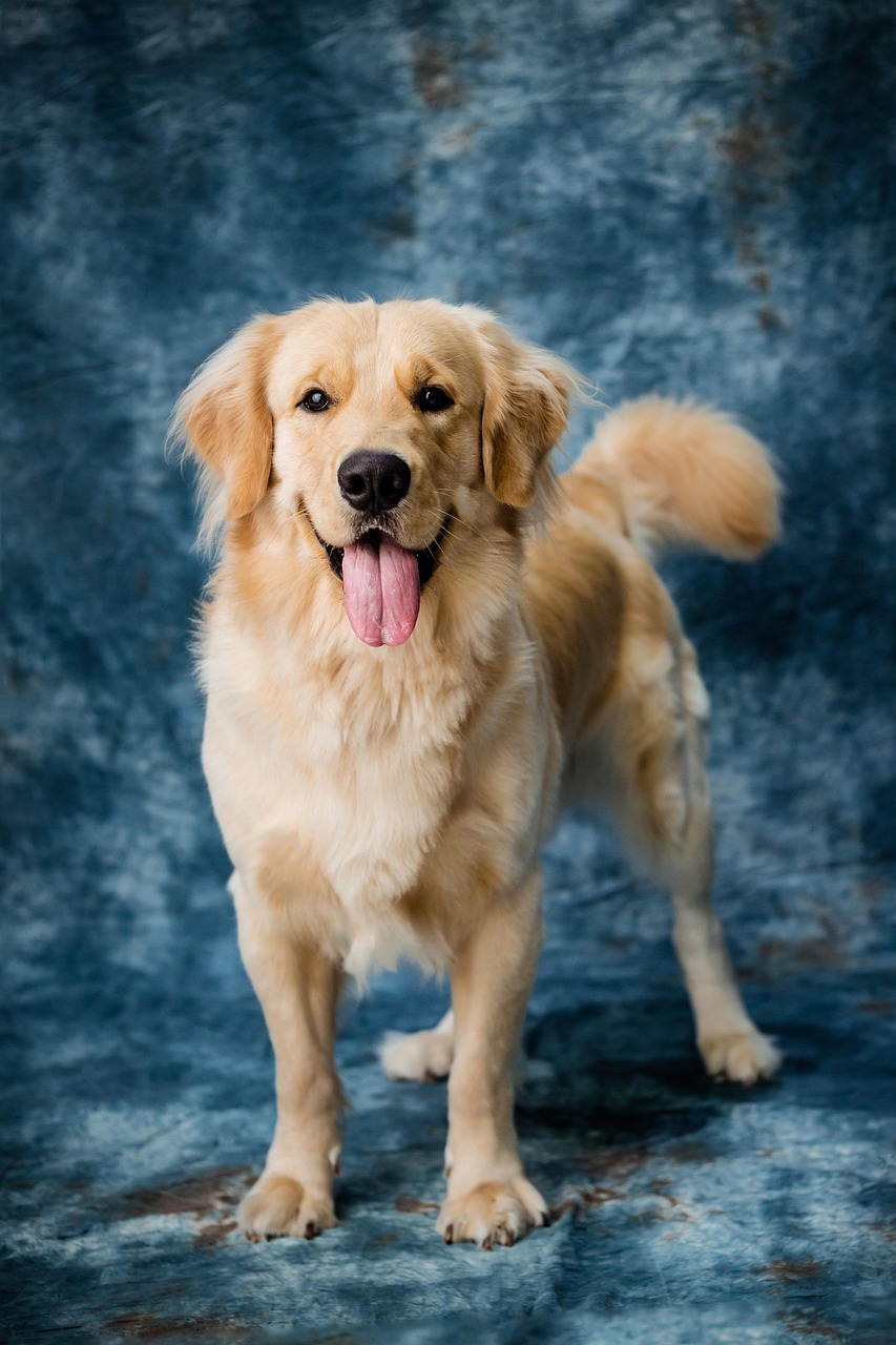 Our Pets - Grooming Service.