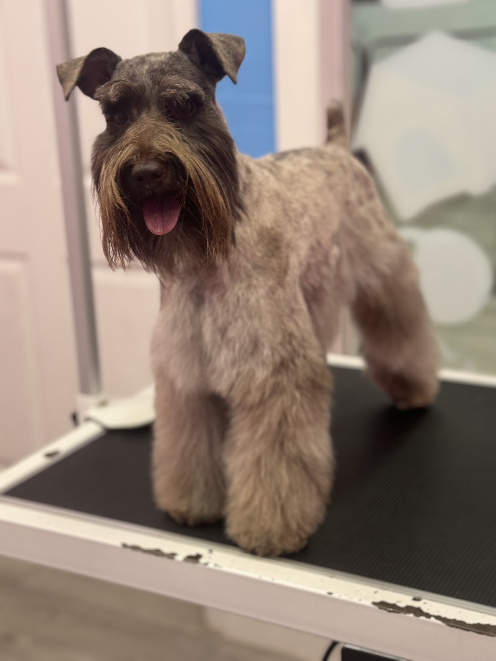 Our Pets - Grooming Service.