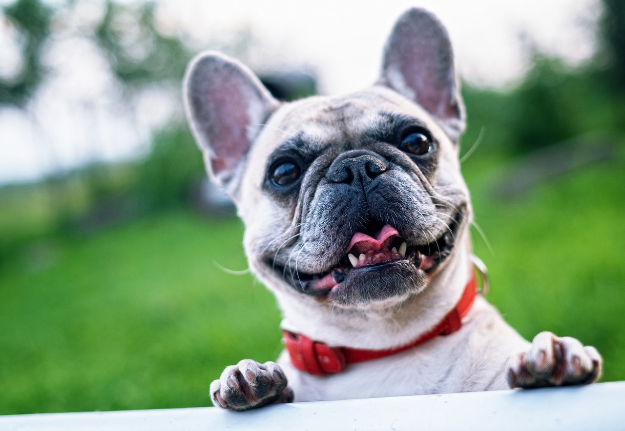 Our Pets - Grooming Service.
