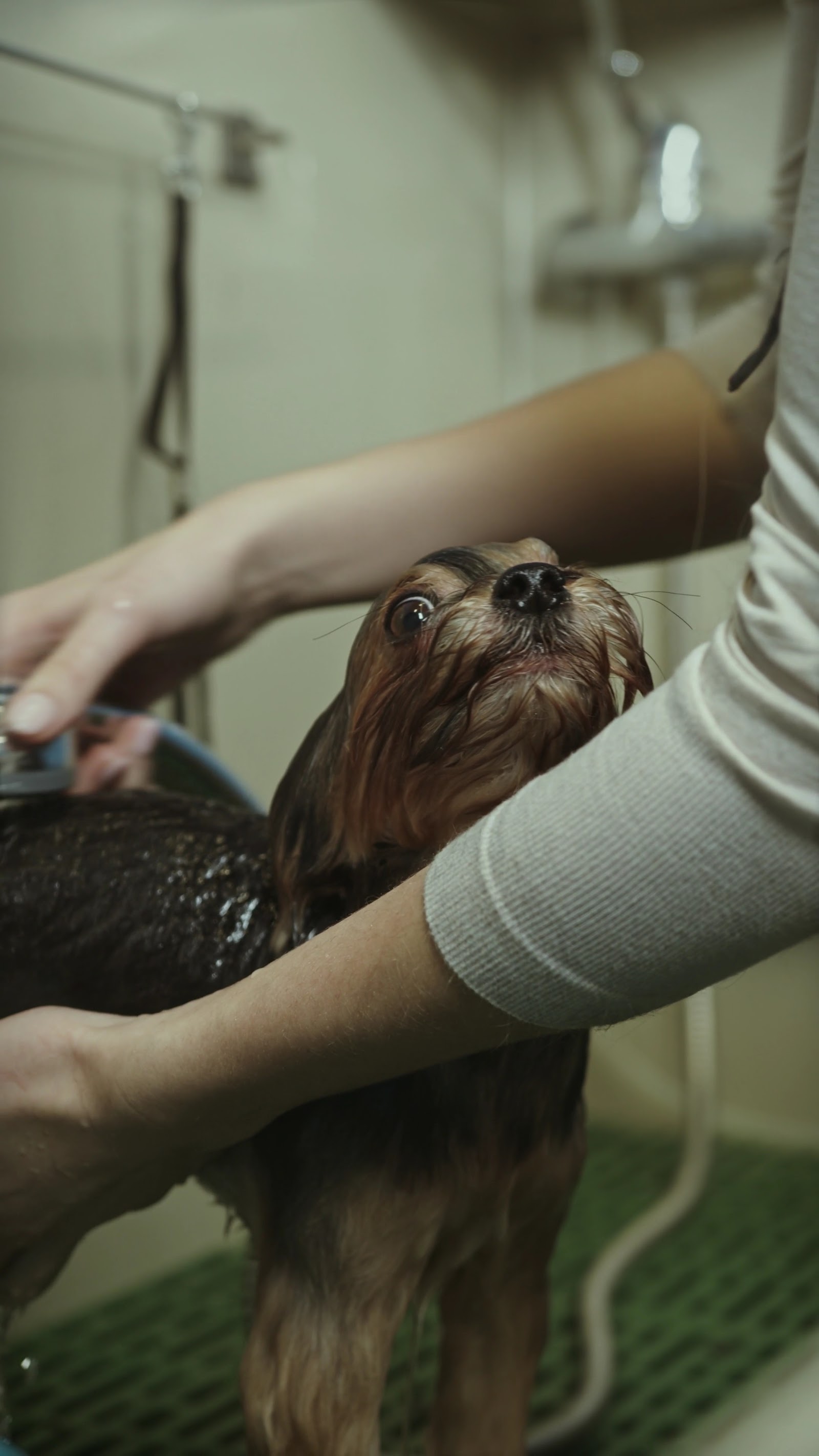 Our Pets - Grooming Service.