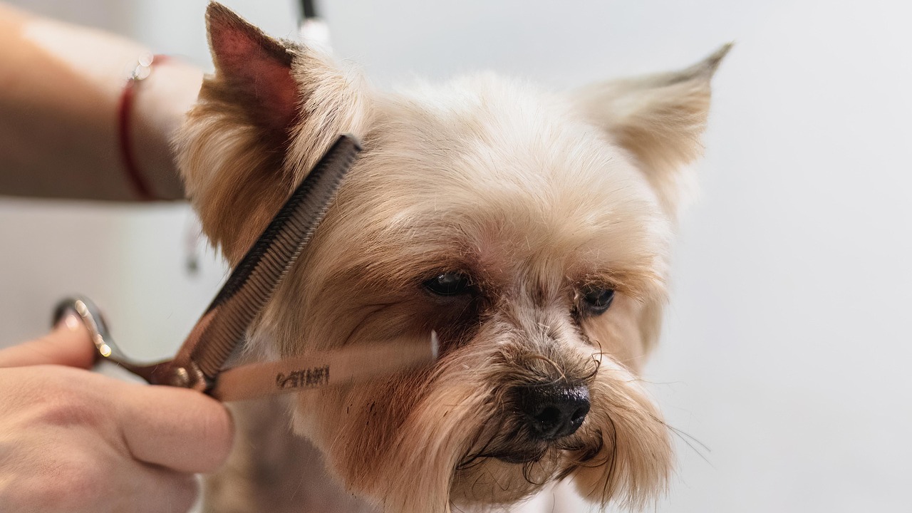 Our Pets - Grooming Service.