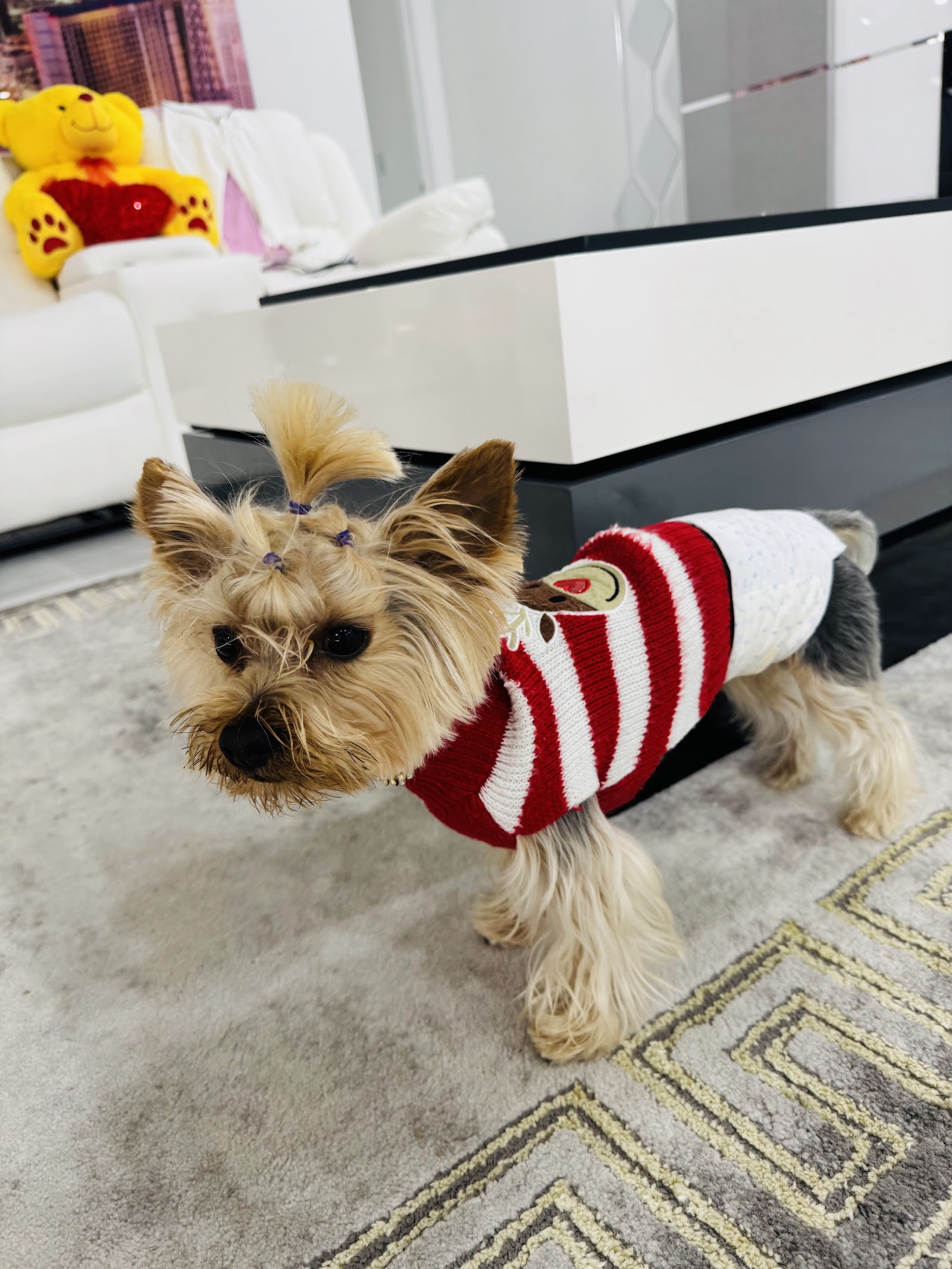 Glamour Pets — Pet Groomers