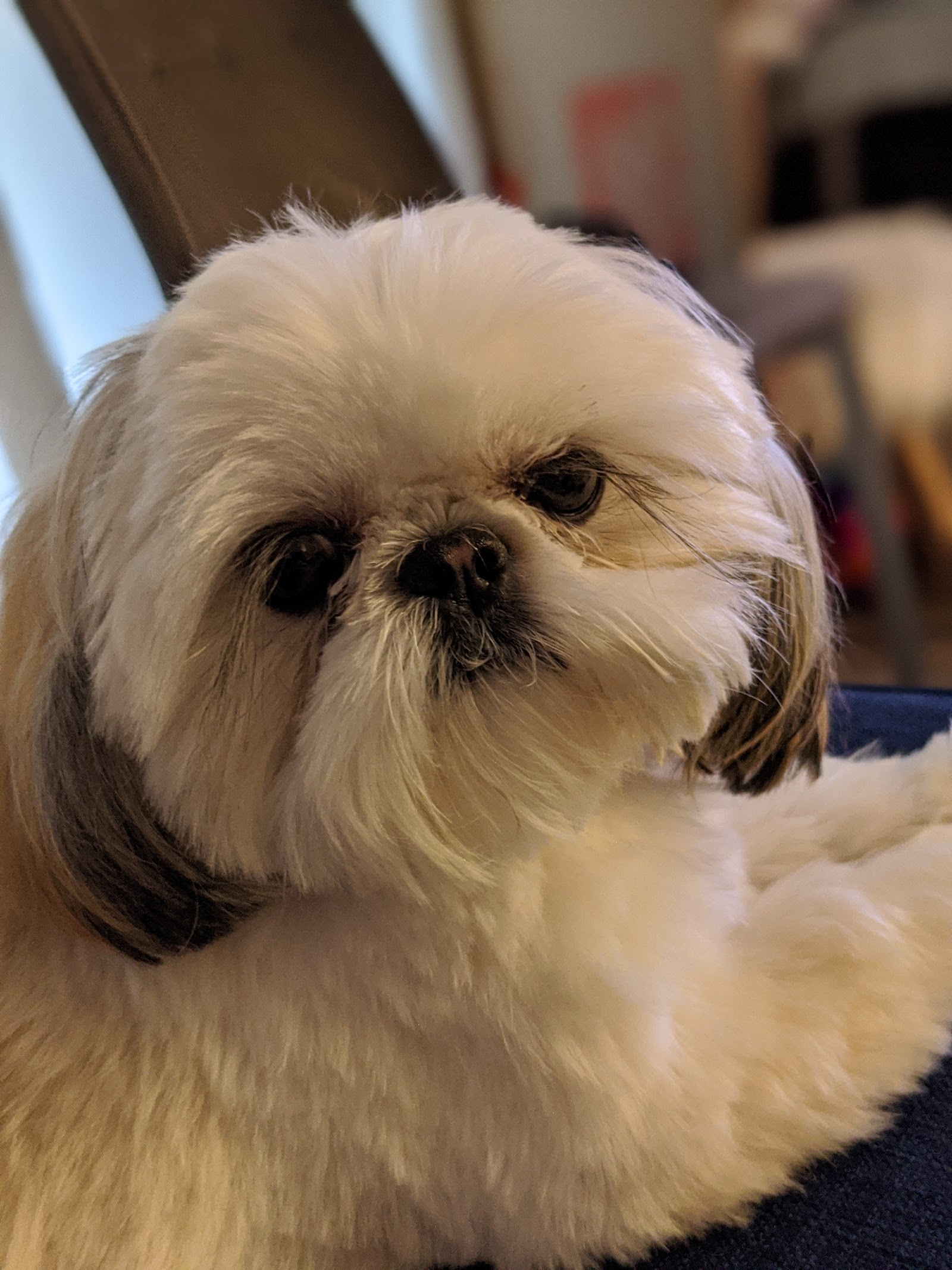 Glamour Pets