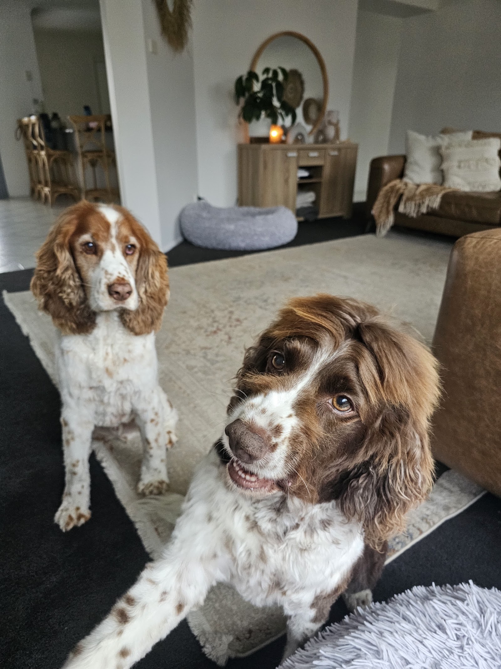 Pawfessionally Pampered — Pet Groomers