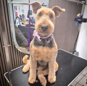 The Whistler Dog Grooming