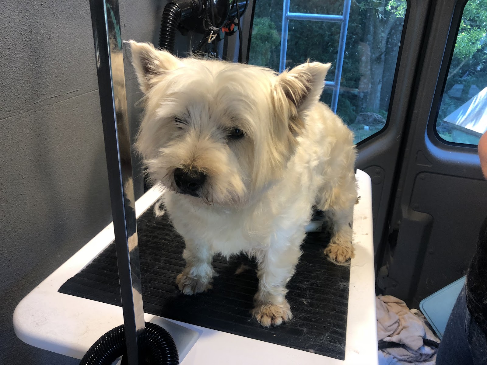 Paws and Claws Squeaking Point — Pet Groomers