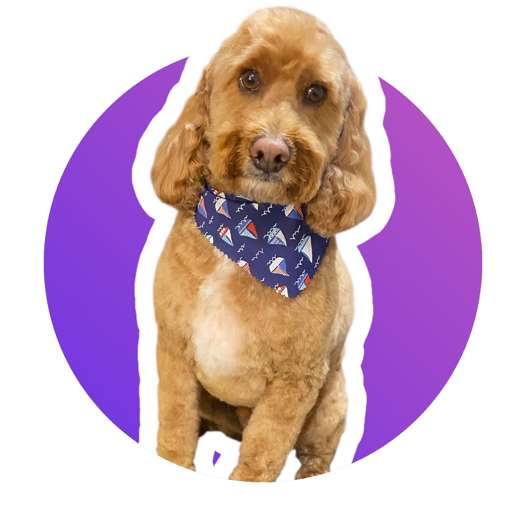 Capital Paws Pet Care