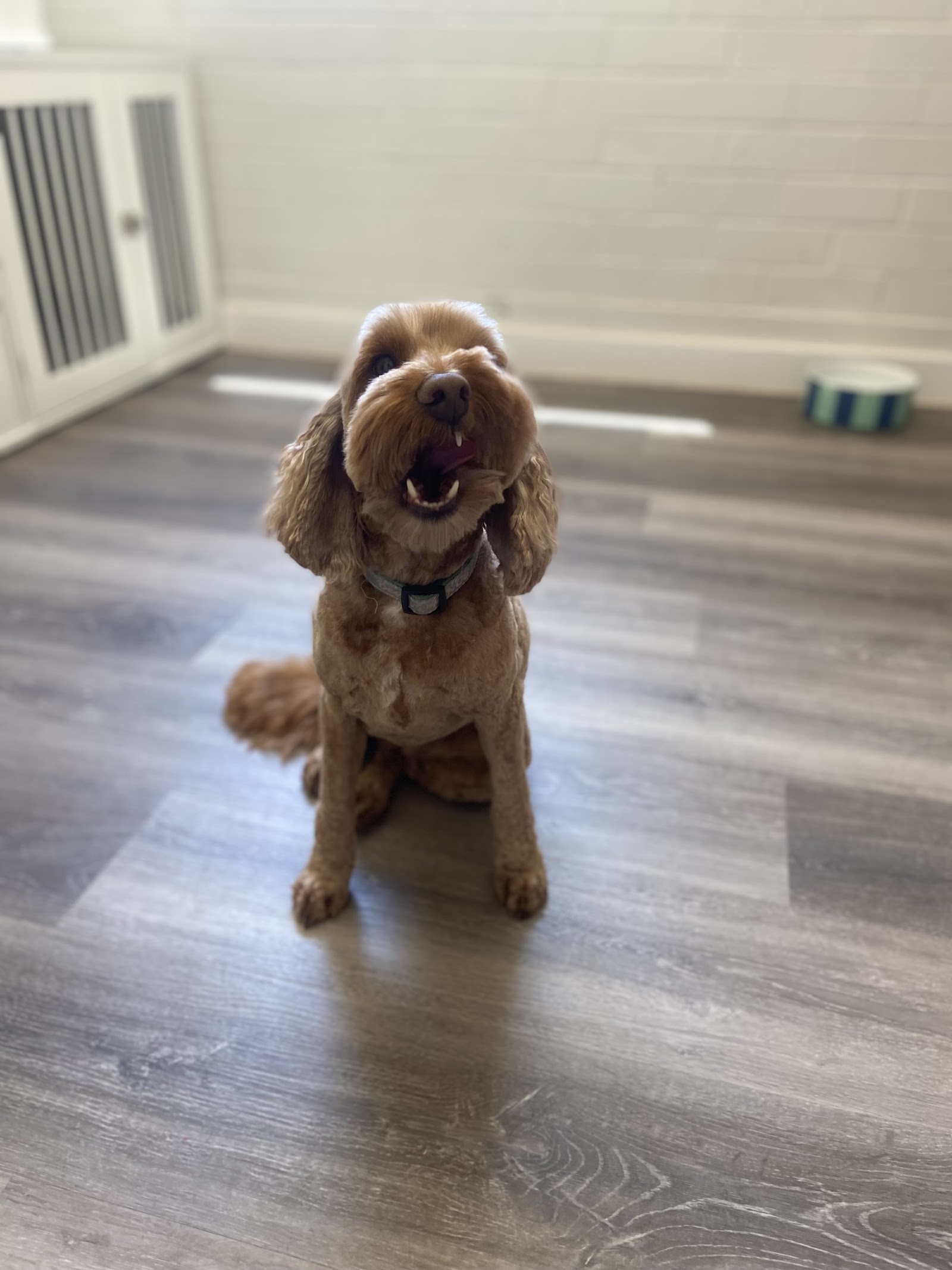 Capital Paws Pet Care